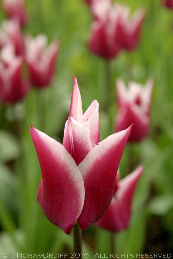 KeukenhofTulipsVariegated 