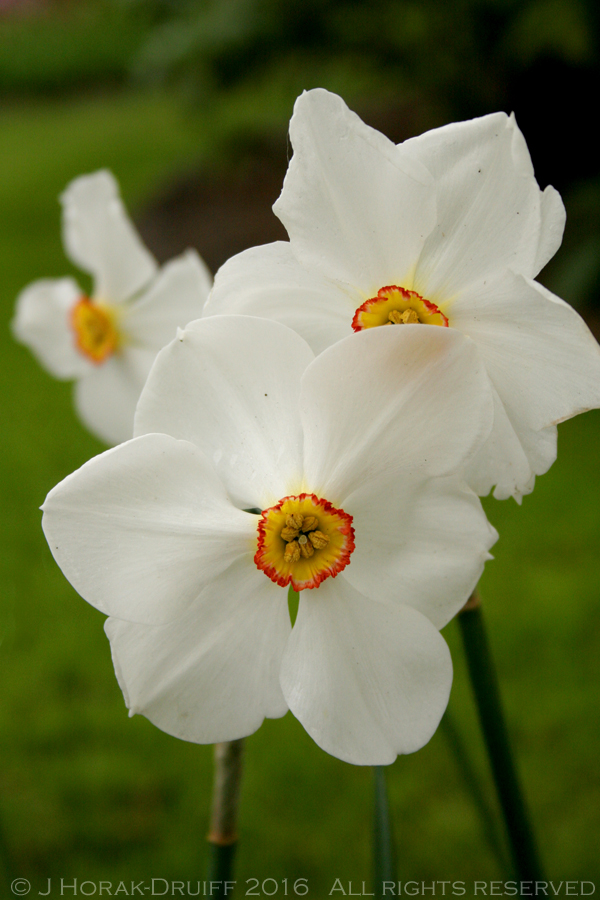 KeukenofNarcissi