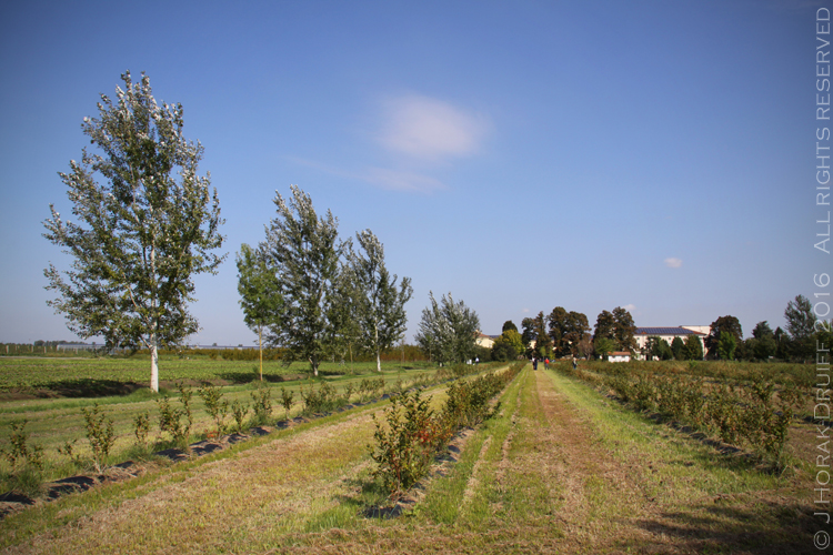 CorteCarrezzabellaOrchard 