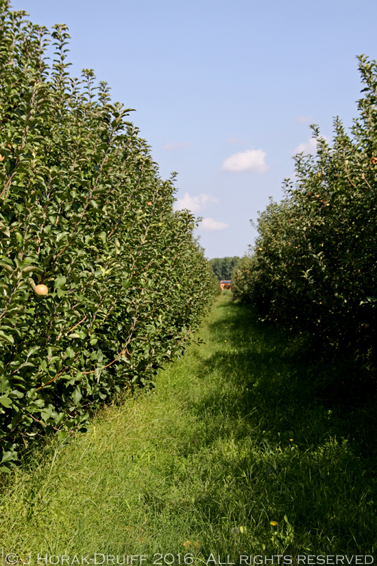 CorteCarrezzabellaOrchard2