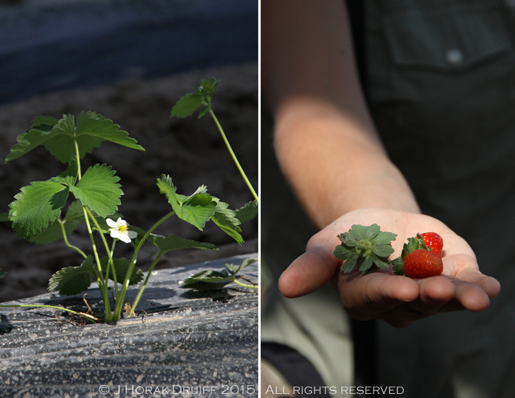 Corte CarrezzabellaStrawberries 