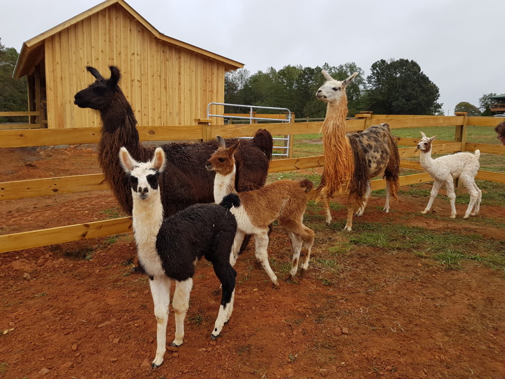 Llama vineyard deals