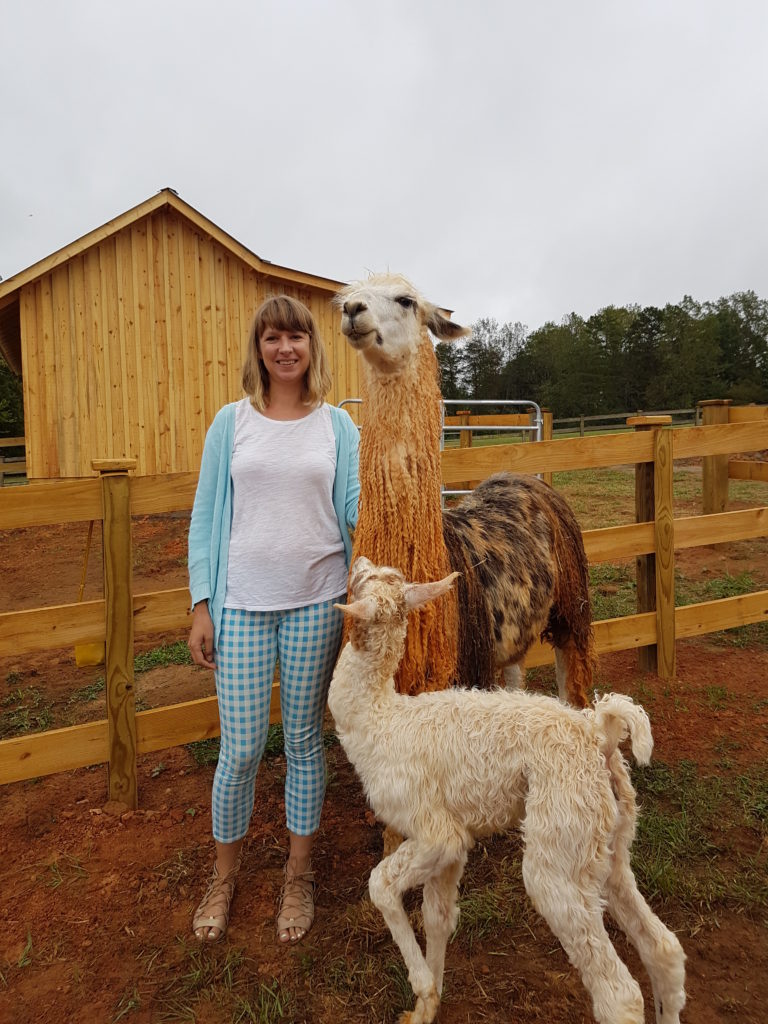 divine-llama-vineyard-yadkin-valley-ella-and-llamas