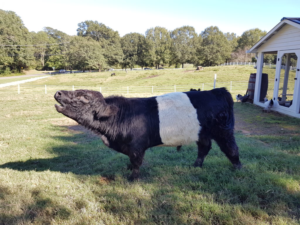 fearrington-village-beltie-2