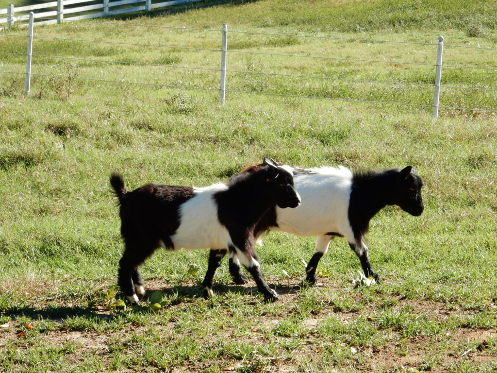 fearrington-village-fainting-goats