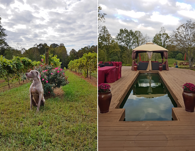 Wine, pies and BBQ: An edible journey through North Carolina 
