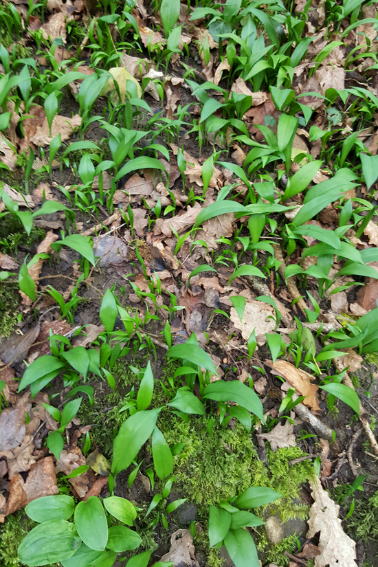 Wales-wild-garlic2 