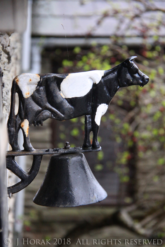 CawsCenarthCow © J Horak 2018 
