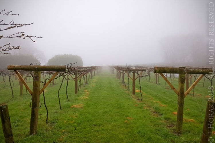 JabajakVineyard1 © J Horak-Druiff 2018