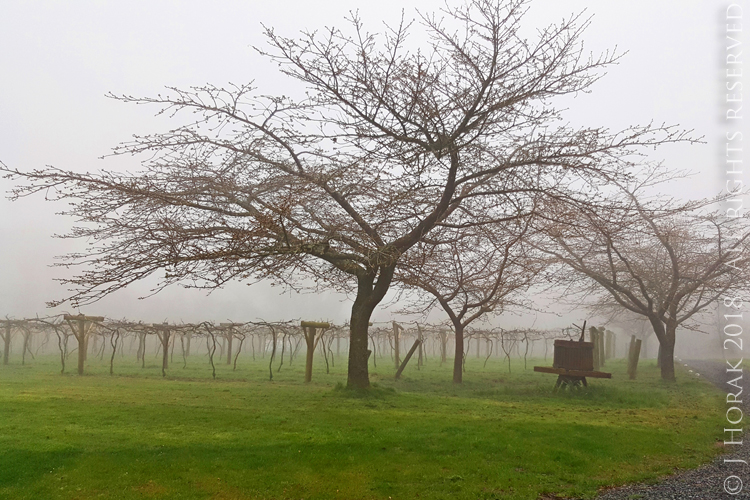 JabajakVineyard2 © J Horak-Druiff 2018