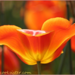 Saturday Snapshots #37