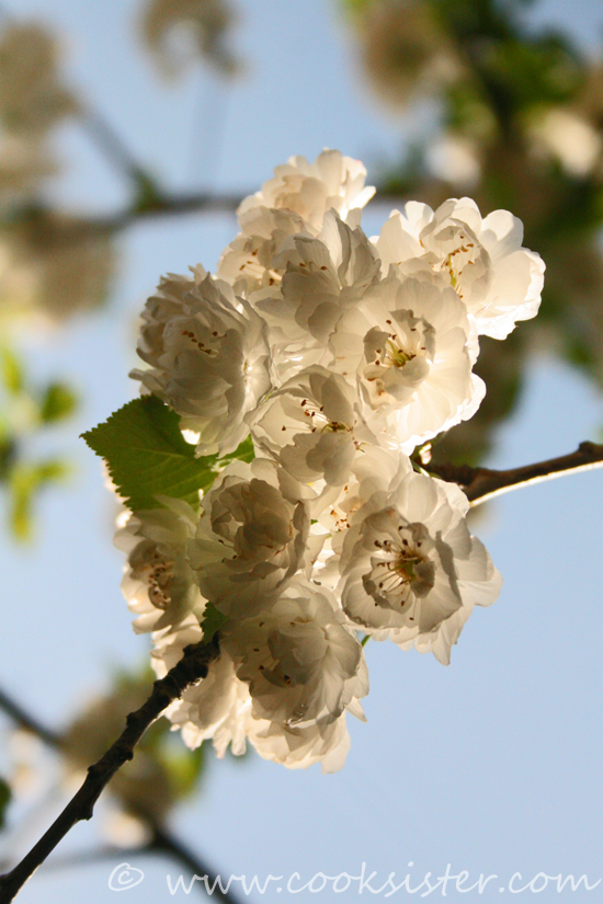Spring-Tree-blossoms-2009