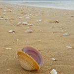 Robberg-Beach-shell