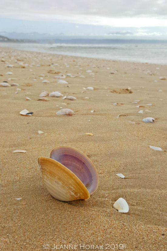Robberg-Beach-shell