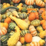 WTSIM #20 – for the love of gourd