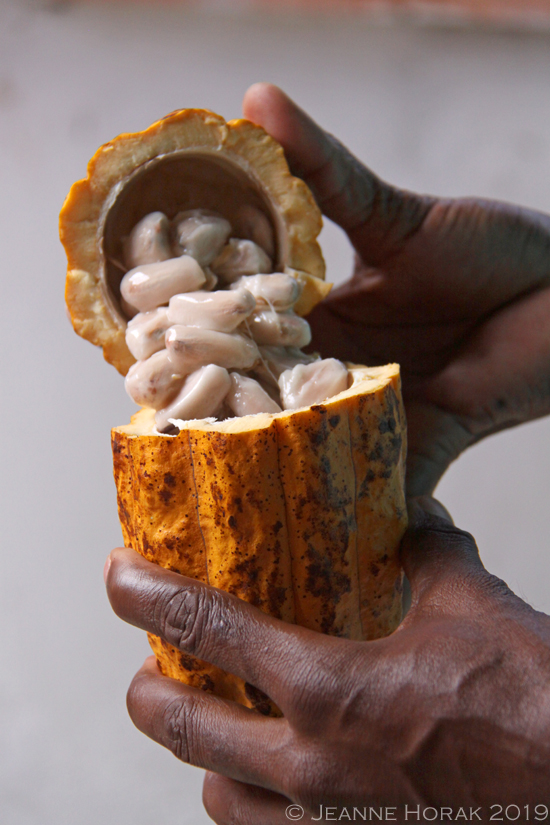 Grenada-cocoa