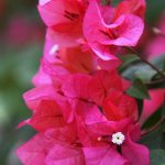 Saturday-Snapshots-Bougainvillea