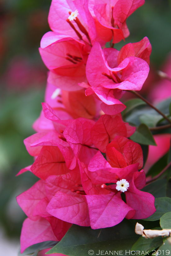 Saturday-Snapshots-Bougainvillea