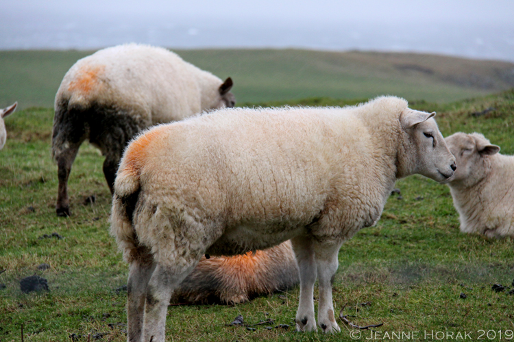 Wild-atlantic-way-sheep