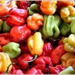 NaBloPoMo, WTSIM, the best laid plans – and some gratuitous chile pics