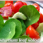 Nasturtium leaf salad