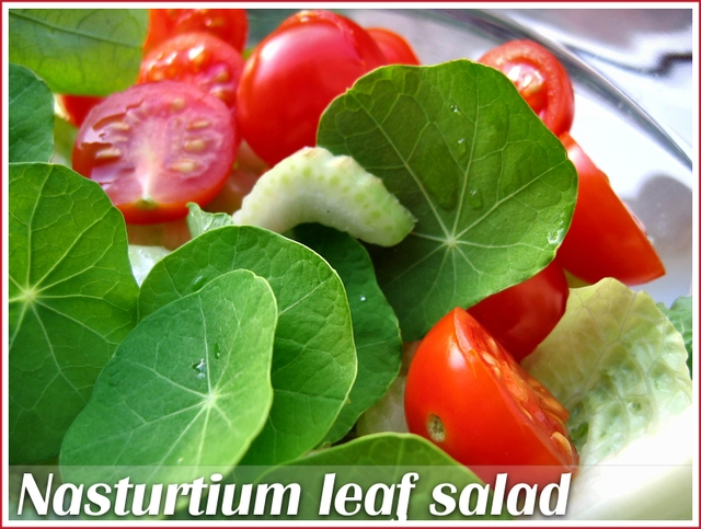 nasturtium-leaf-salad