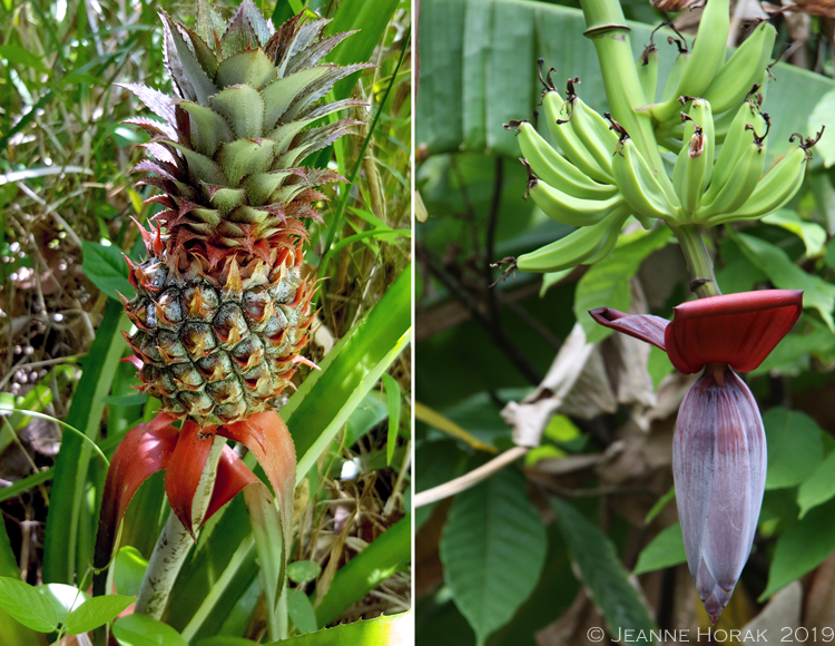 Grenada-Chocolate-Co-banana-pineapple © J Horak 2019