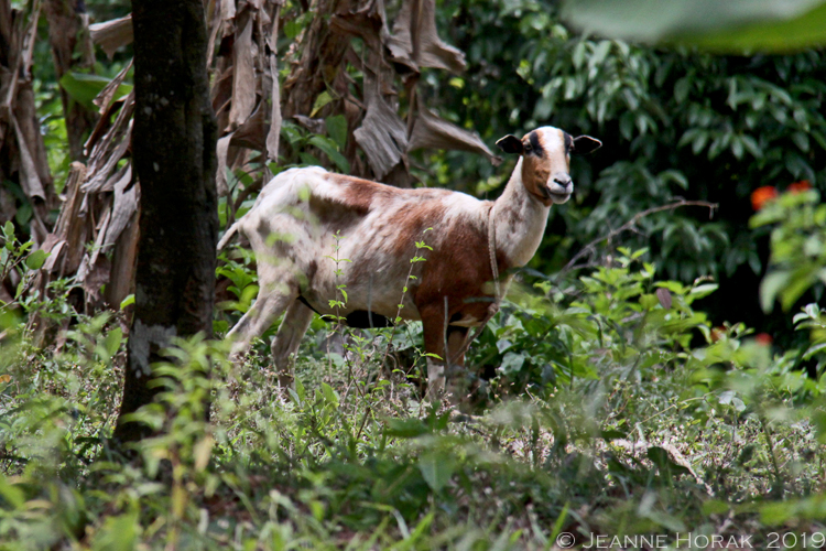 Grenada-Chocolate-Co-goat © J Horak- 2019