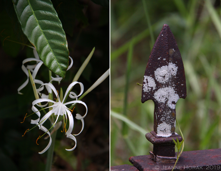 Grenada-Chocolate-Co-lily-spike © J Horak 2019