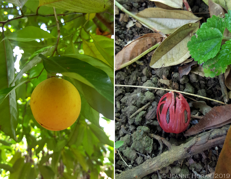 Grenada-Chocolate-Co-nutmeg-mace © J Horak 2019