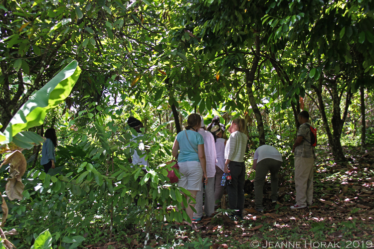 Grenada-Chocolate-Co-plantation © J Horak 2019