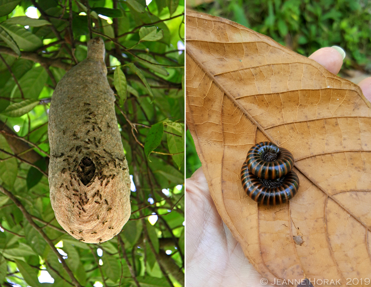Grenada-Chocolate-Co-walking-biodiversity © J Horak 2019