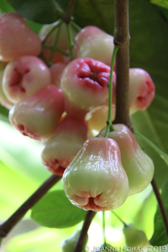 Grenada-wax-apples 