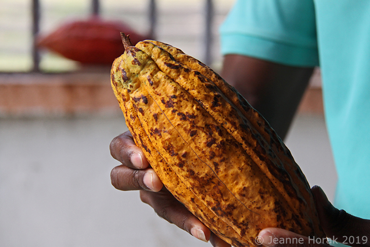 Grenada-Belmont-Cocoa-pod © Jeanne Horak 2019