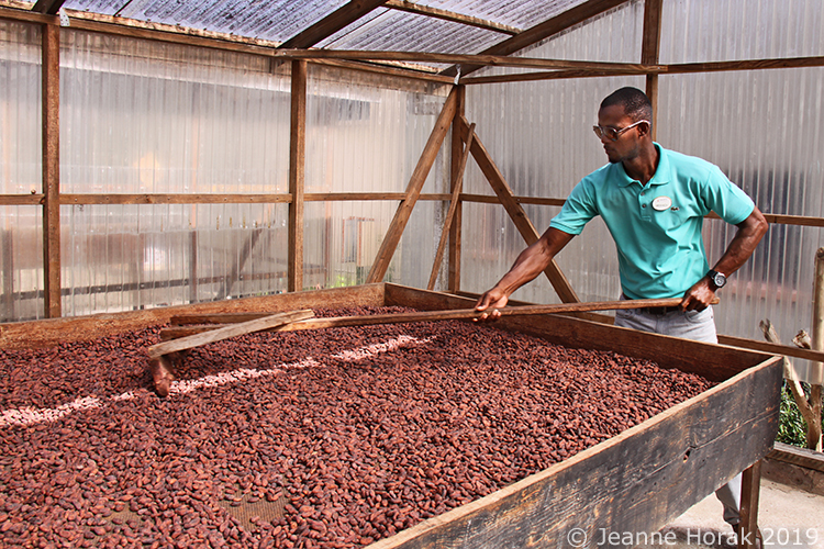 Grenada-Belmont-raking-beans © Jeanne Horak 2019