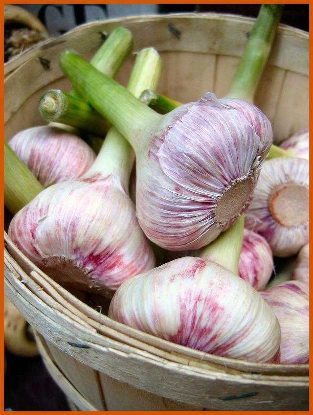 Borough-garlic © J Horak-Druiff 2006