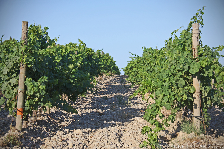 Gerard-Bertrand-Hotel-Vines2 © Jeanne Horak 2020