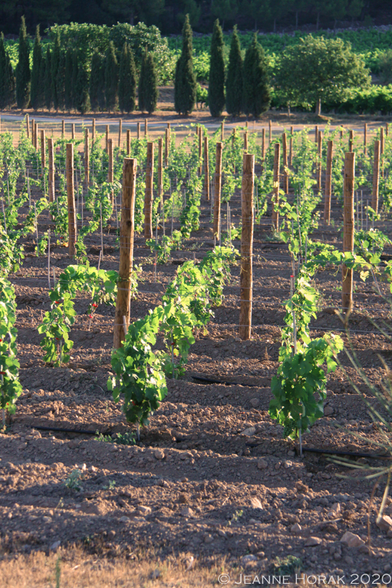 Gerard-Bertrand-Vines1 © Jeanne Horak 2020