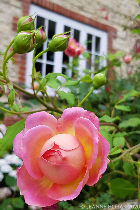 Pink rose