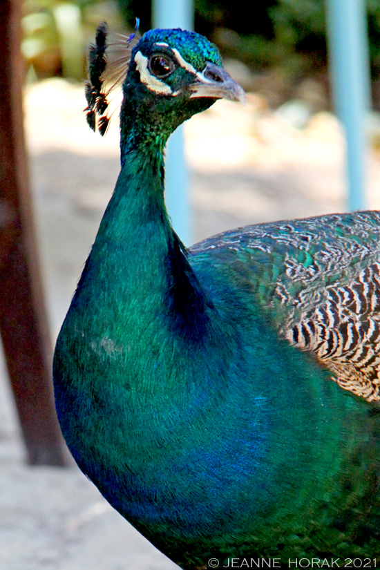 Peacock