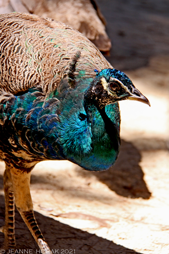 Peacock