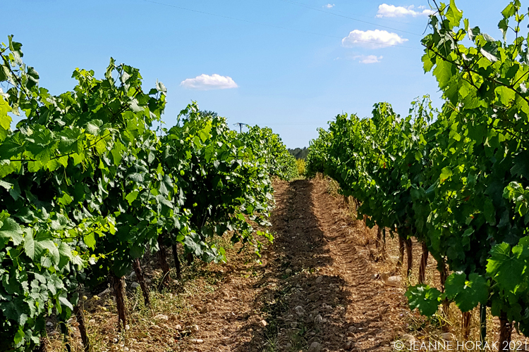 Grapevines in a vineyard